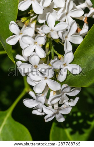 White Lilac Flowers Climbing Down Green Leaves