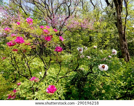 Beautiful view of the peonies and blossoming trees