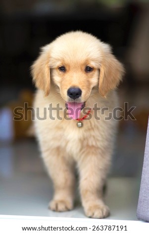 Portrait of golden retriever puppy on the floor at room