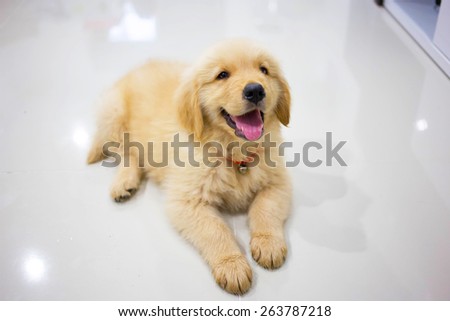 Portrait of golden retriever puppy sitting on the floor at room