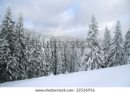 Snow covered Christmas forest. Snow covered spruce trees and clouds
