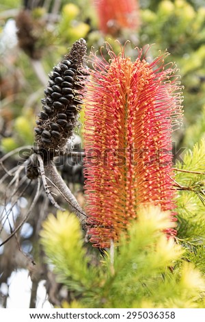 Heath Banksia, Lantern Banksia, Banksia Ericifolia. A species of woody family native to Australia. It grows in two separate regions of Central and New South Wales.