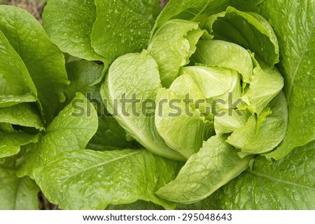 Romaine lettuce , Cos lettuce, green Vegetable texture and background. Healthy food and salad.