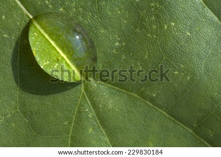 Macro Water Drop on Green Leaf Texture Background Pattern