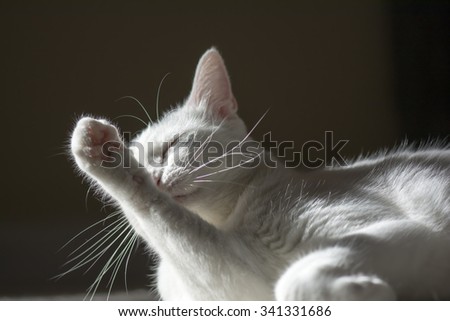 Sleeping beauty white kitty cat with right front paw up in the air in front of the face, Sunbathing cat, Relaxing pet, Cute animal