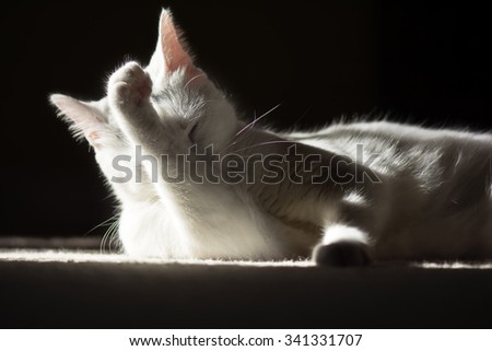 Sleeping beauty white kitty cat with right front paw up in the air in front of the face, Sunbathing cat, Relaxing pet, Cute shy animal