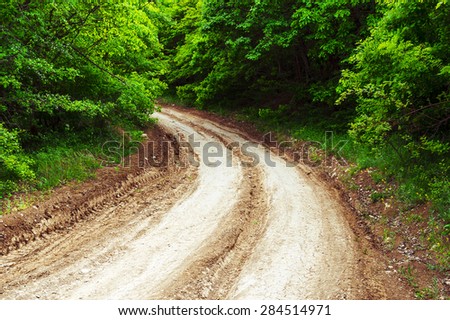 Rural road in the forest