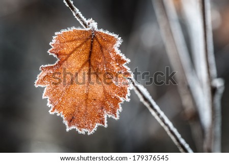 leave from a birch in autumn