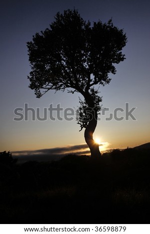 The Nordic Birch Tree at Sunrise