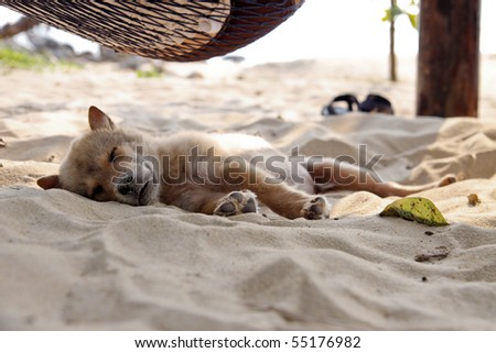 little sleepy dog under a hammock on the beach