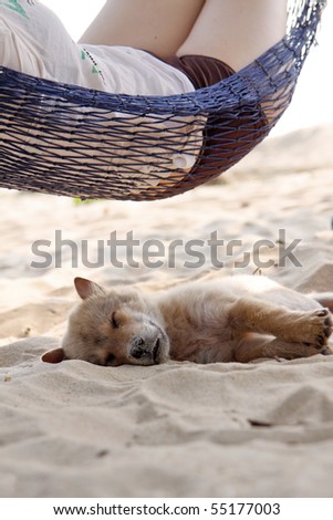 little sleepy dog under a hammock on the beach