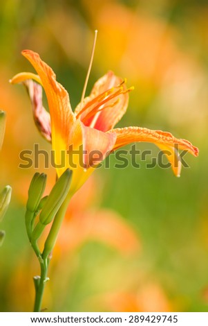 Orange day lily flowers