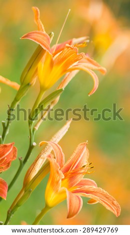 Orange day lily flowers