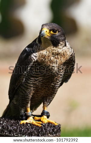 Peregrine Falcon is sitting