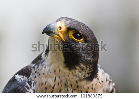 Peregrine Falcon close up