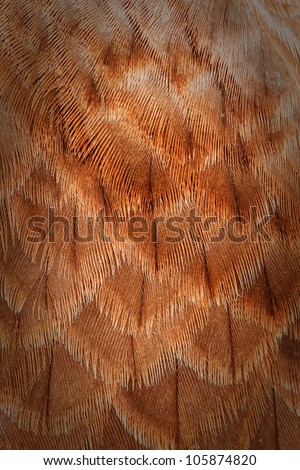 feathers on the back Harris hawk