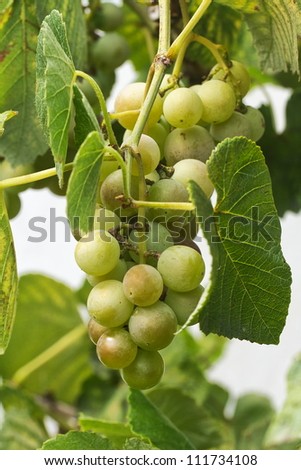 fruit wine grapes