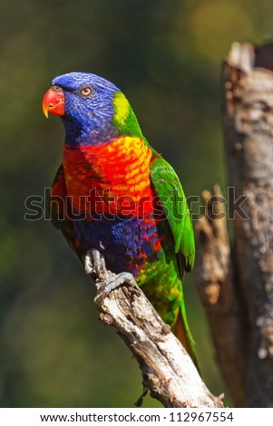 Rainbow Lorikeet sitting on the dry tree