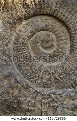 Snail Like Fossil
