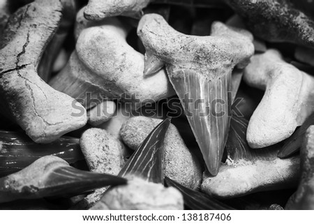 fossil shark teeth black and white