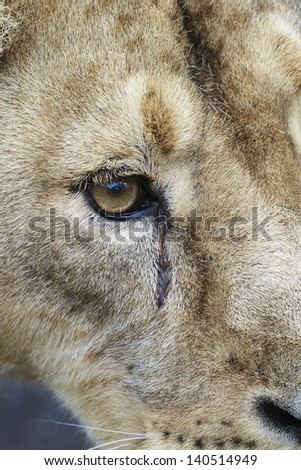 eye of lioness very close up