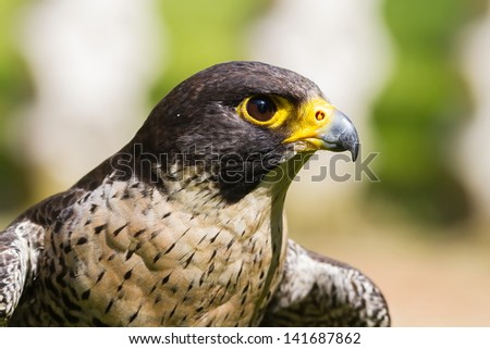 falcon close up