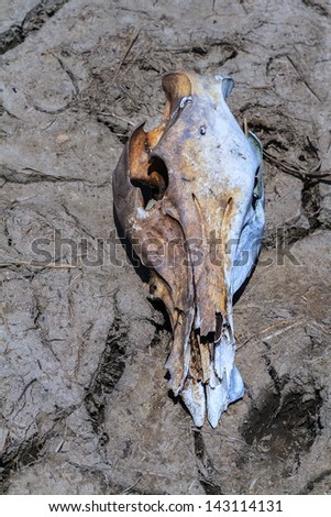 close up animal skull in the desert