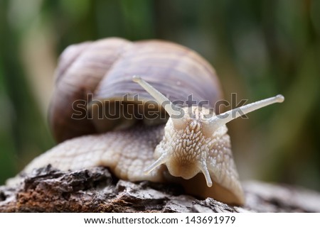 snail very close up