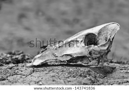 animal skull in the desert black and white