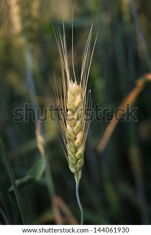 Barley ear of one