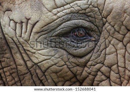 close up elephant eye