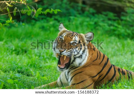 tiger  to the wide-opened mouth