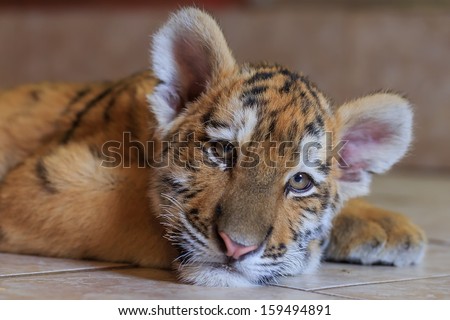 Siberian tiger cub is preparing to sleep