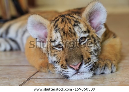 Cute sleepy tiger cub