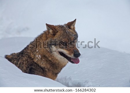wolf pokes his head out of a burrow