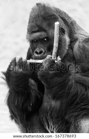 male gorilla black and white