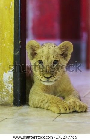 cute lion Cub