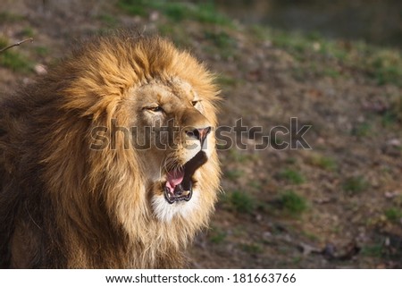lion is screaming