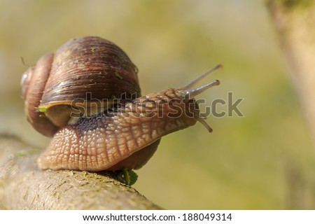 snail is stand up