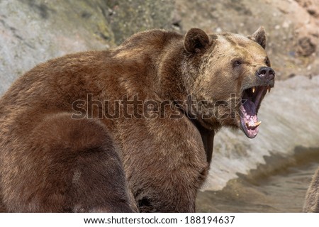 brown bear with wide open snout