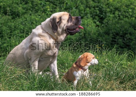 English Mastiff, big and small dog