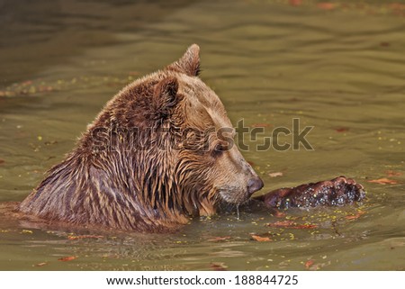 small brown bear plying in water