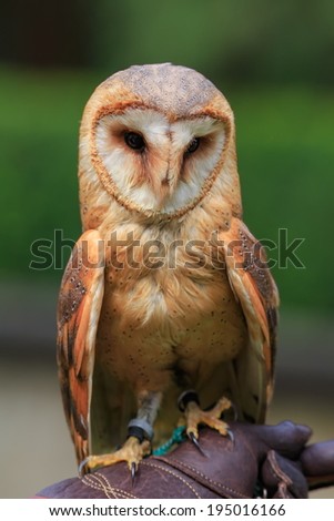 barn owl sitting on the falconer glove
