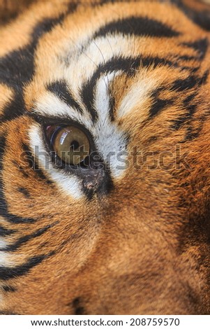 tiger eye in detail