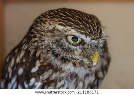 screech-owl very close up