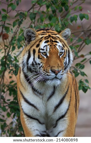 Siberian tiger close up