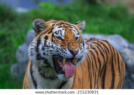 Tiger grins