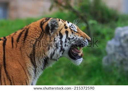 angry Siberian tiger