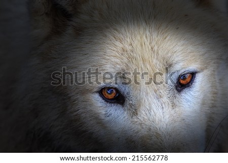 Arctic wolf eyes very close up