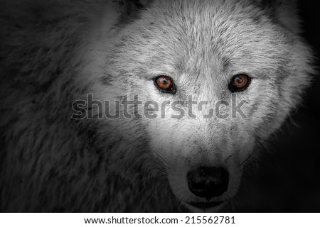 wolf eyes in black and white detail
